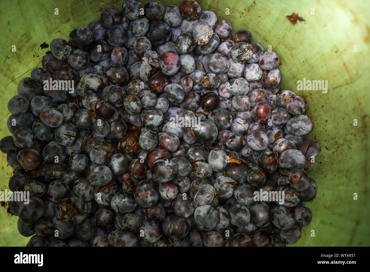 Les prunes mûres en plastique à l'intérieur d'un fourreau vert Laissez fermenter pour produire de l'alcool fort à la main (ou de prunes) moonshine Banque D'Images