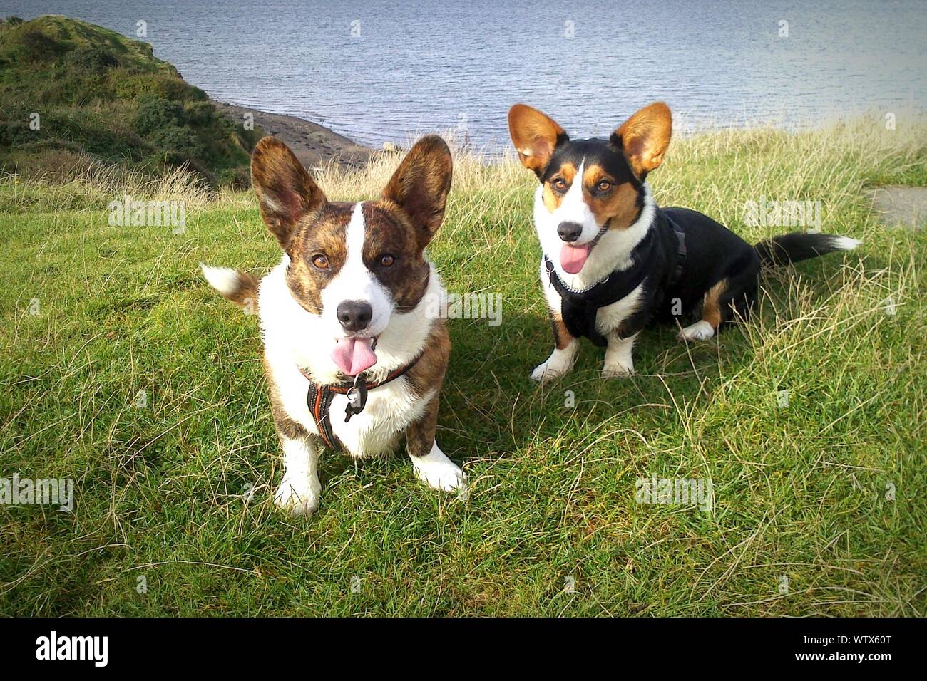 Welsh Corgi Cardigan chiens sur les champs par mer Banque D'Images