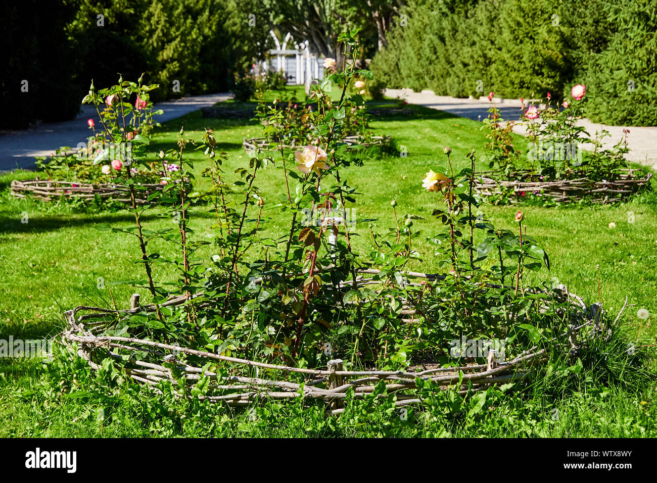 Conception urbaine avec parterre de roses. Des fleurs multicolores et un chemin avec une pelouse verte dans un parc de la ville Banque D'Images