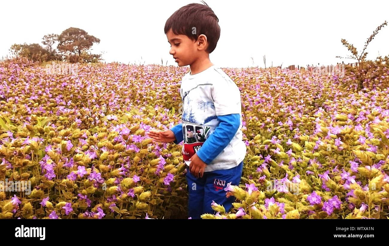 Garçon debout au milieu de fleurs violettes sur terrain Against Sky Banque D'Images
