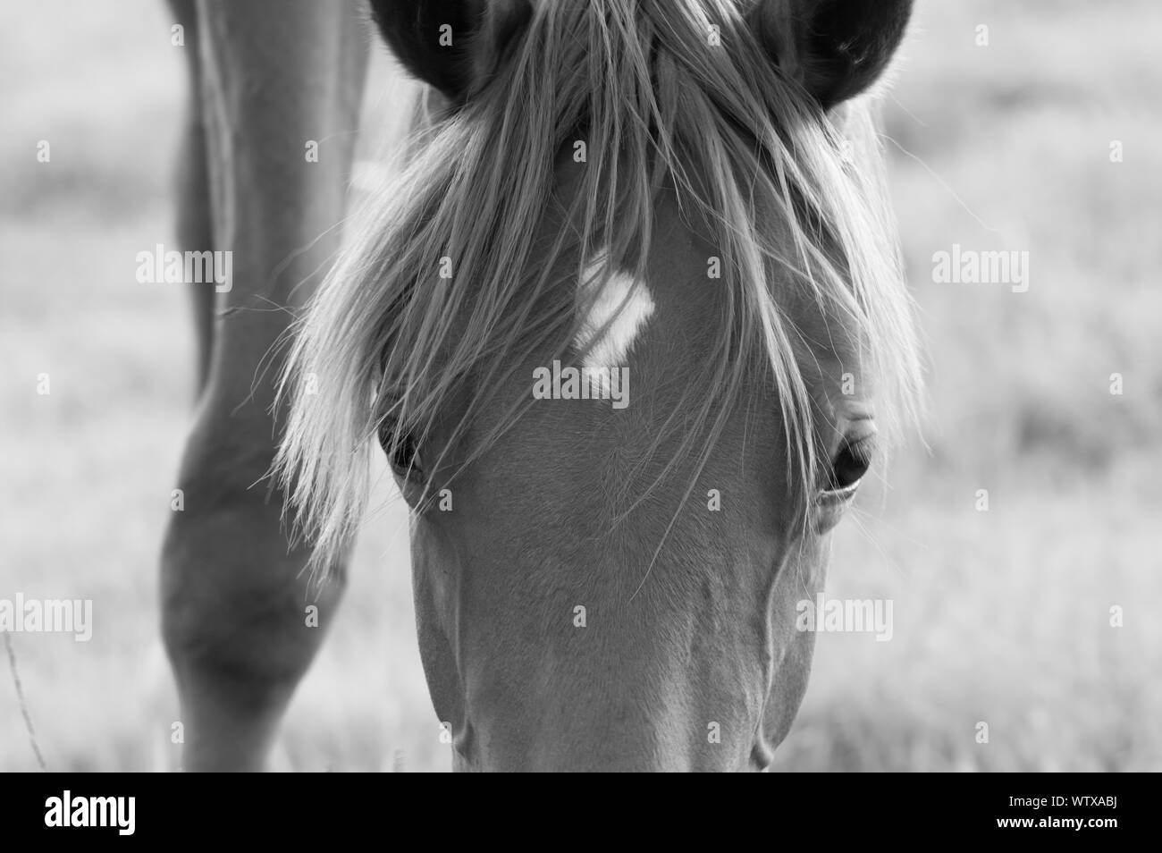 Close up l'hairstyleand drôle avec de grands yeux en noir et blanc Banque D'Images