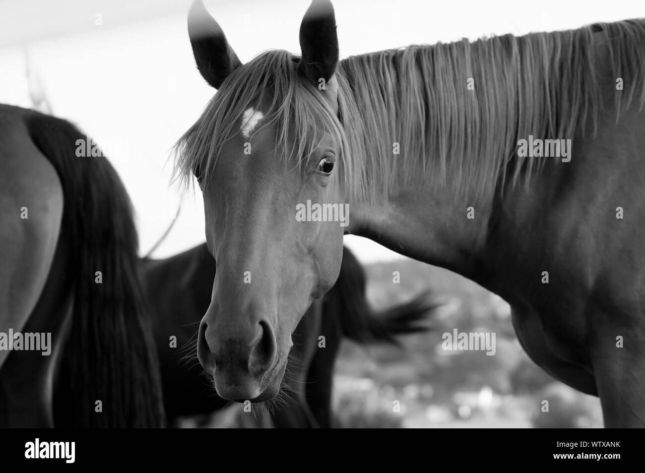 Close up l'hairstyleand drôle avec de grands yeux en noir et blanc Banque D'Images