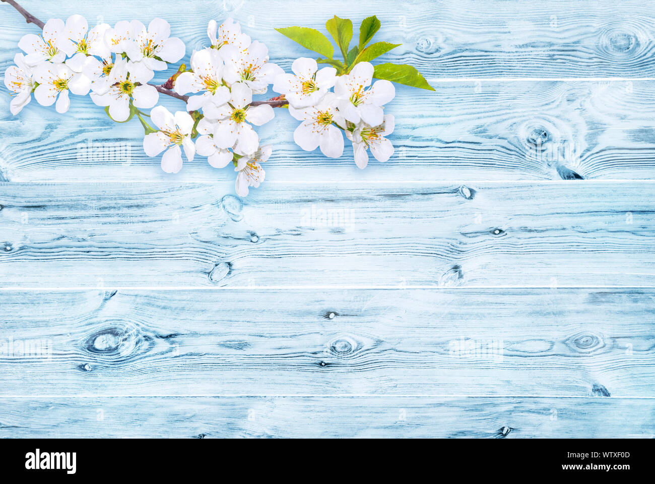 Branche de fleurs au printemps blanc plus vieux grain de bois riche texture background avec noeuds dans des couleurs blanches et bleues. Banque D'Images