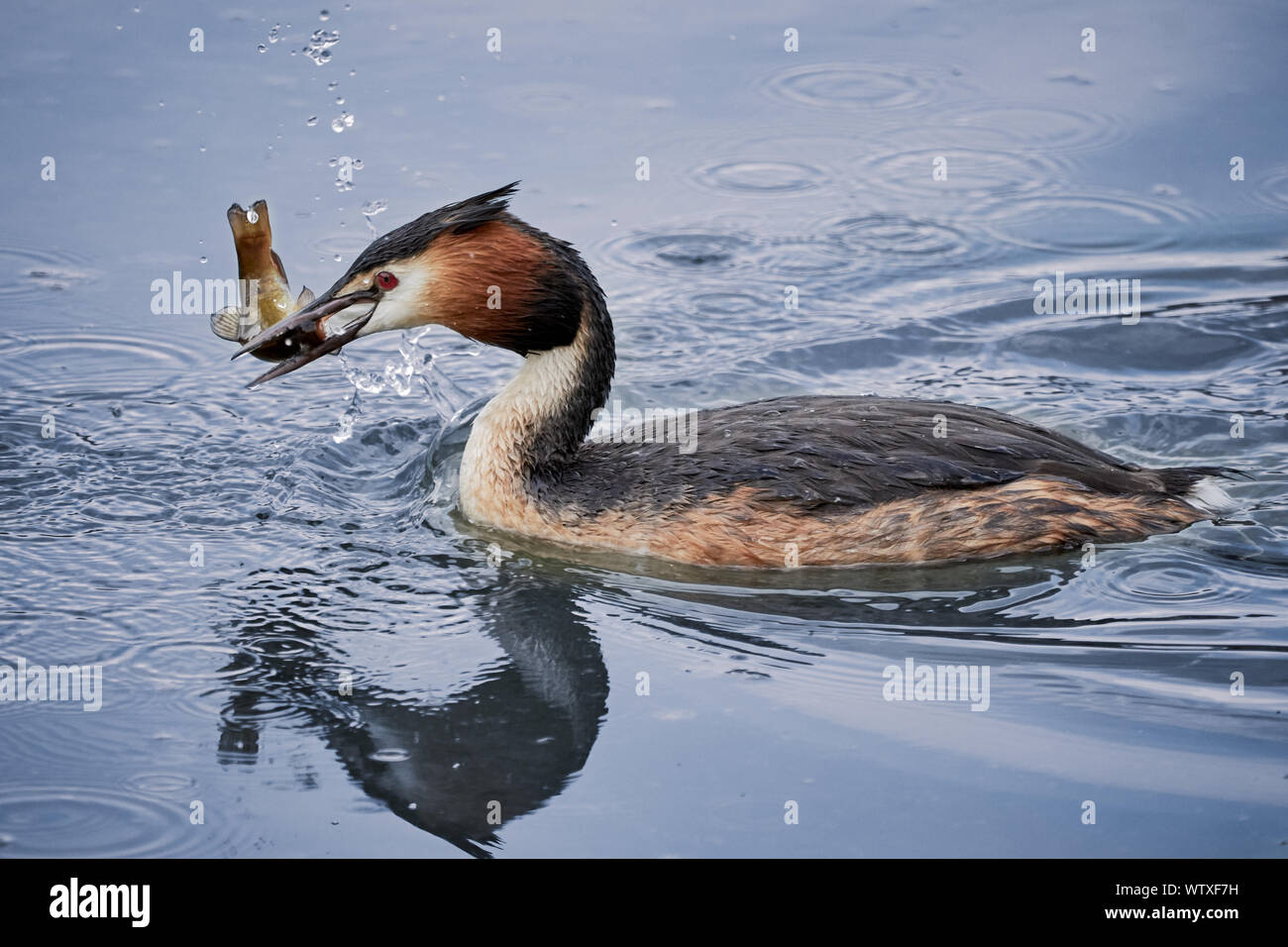 Seul grèbe huppé (Podiceps cristatus) nage dans l'eau et prend un poisson dans Neuthard, Allemagne Banque D'Images