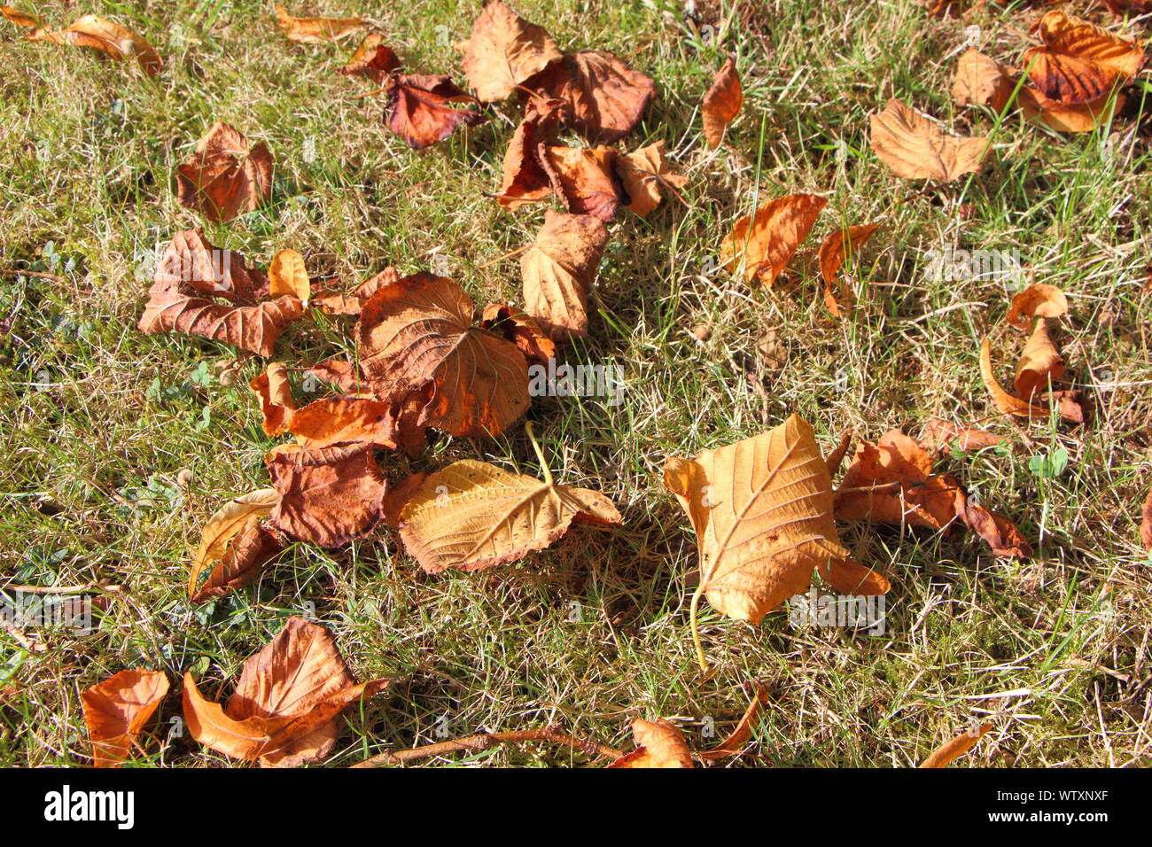 Les feuilles mortes sur l'herbe au cours de l'automne Banque D'Images