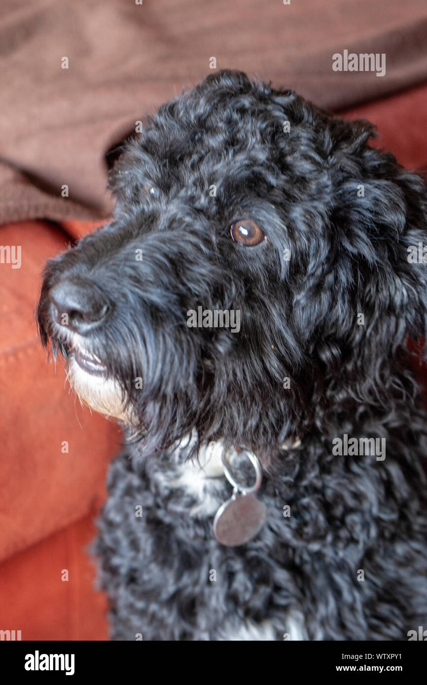 Cockapoo chiot Banque D'Images