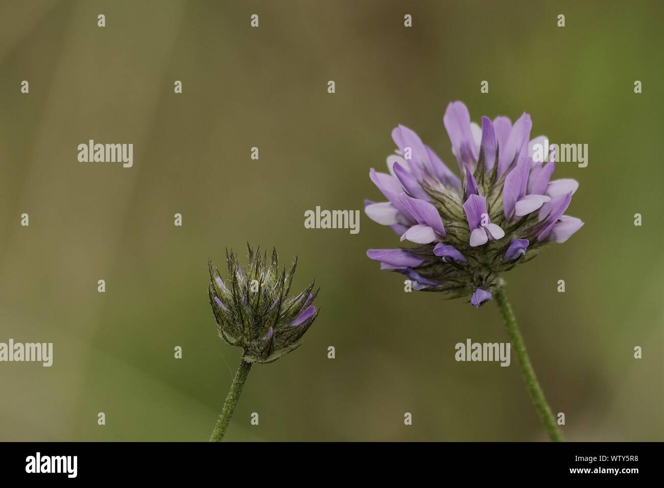 Close-up de sépales et de fleurs de mauve Banque D'Images