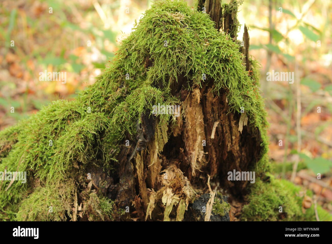 Une souche d'arbre qui devient une goule ou un fantôme avec un peu d'imagination Banque D'Images