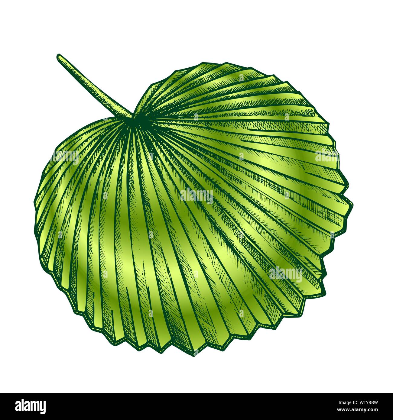 Licuala Grandis couleur des feuilles exotiques tropicaux Vector Retro Illustration de Vecteur