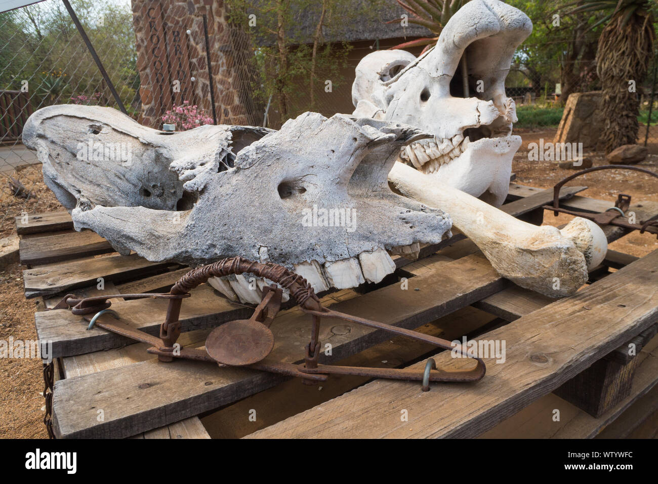 Rhinoceros ou Rhino os fossilisés et de crânes avec rusty ou rouillé des pièges dans une exposition au pont,Crocodile Kruger National Park, Afrique du Sud Banque D'Images