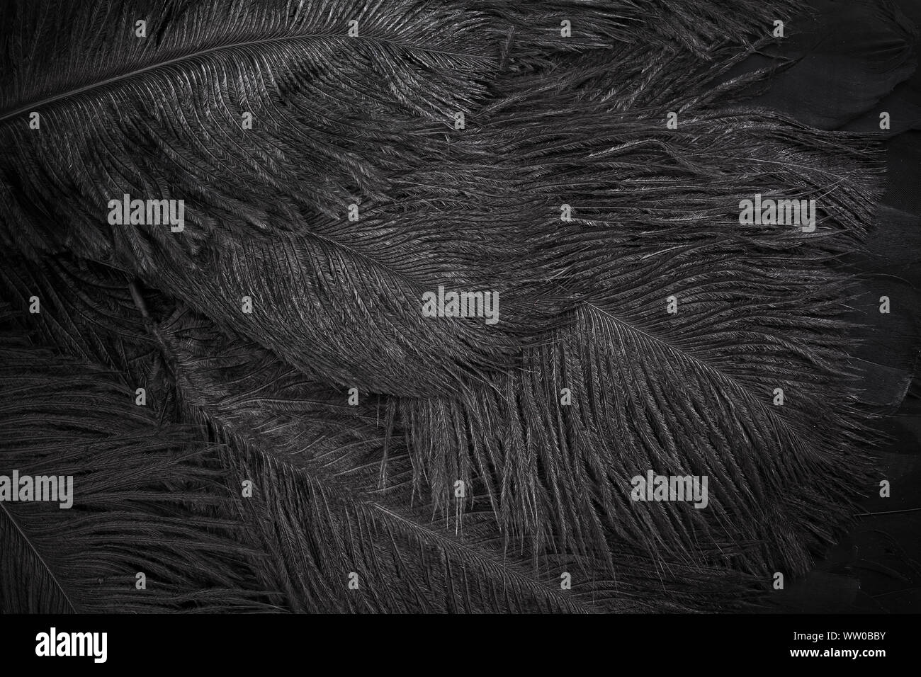 Résumé Contexte des plumes noires. Haut de la vue, télévision lay Banque D'Images