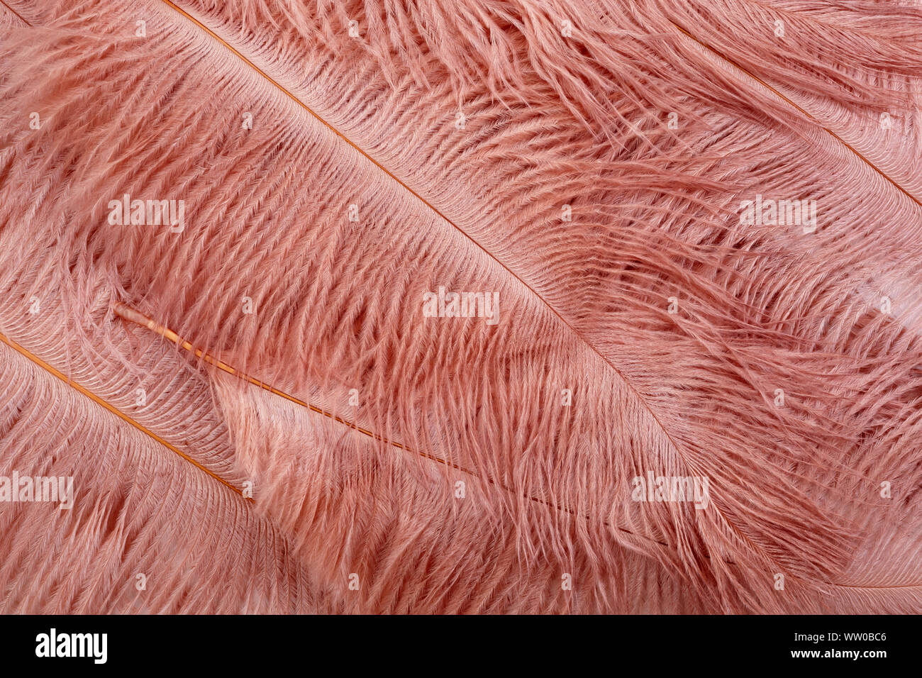 Tendances couleur rose corail feather texture background. Vue d'en haut Banque D'Images