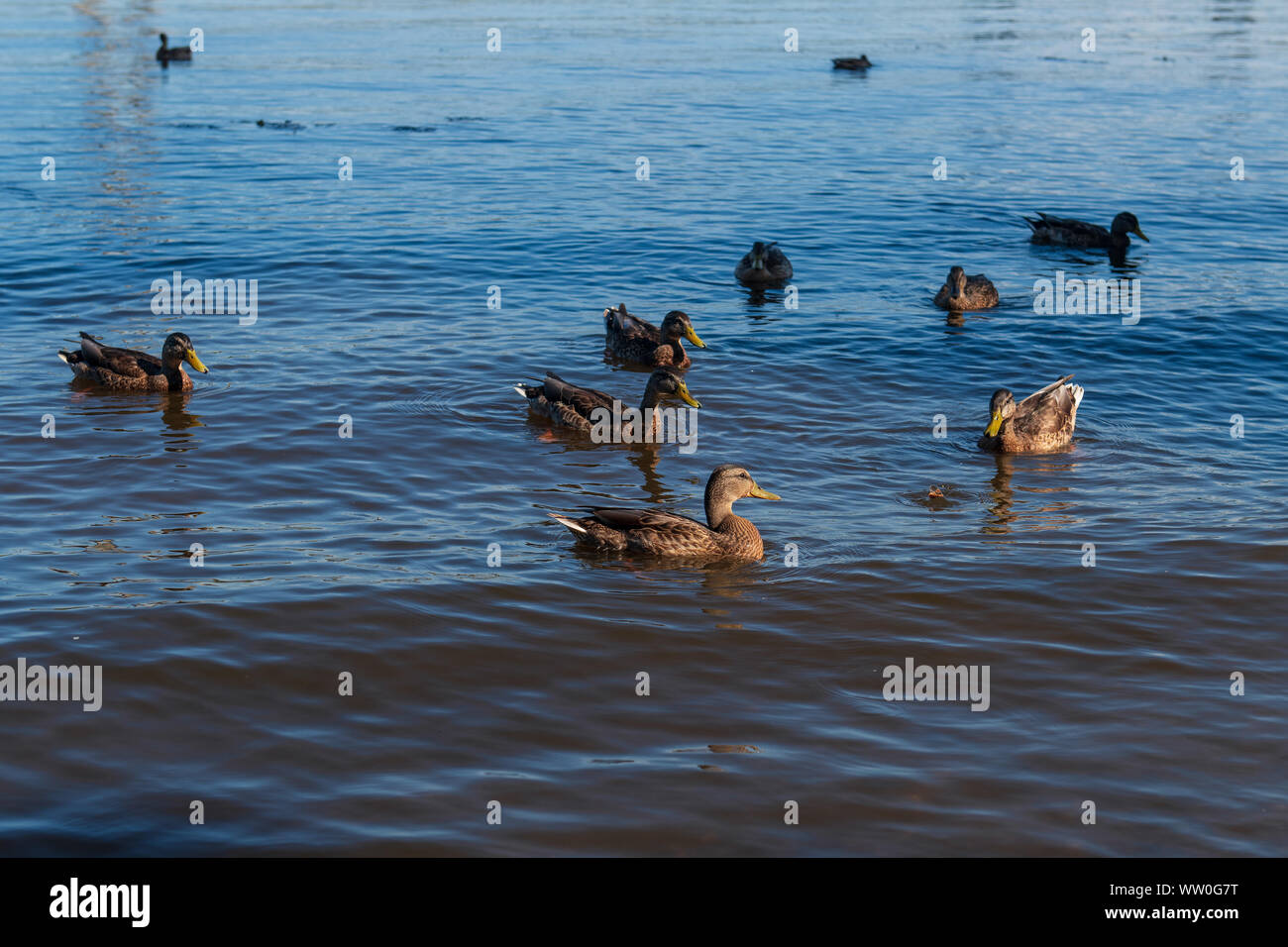 Un troupeau de canards colverts dans la rivière avec réflexion bleu. De magnifiques oiseaux en attente de l'alimentation dans le lac. Les animaux qui se nourrissent sur le coucher du soleil. Banque D'Images