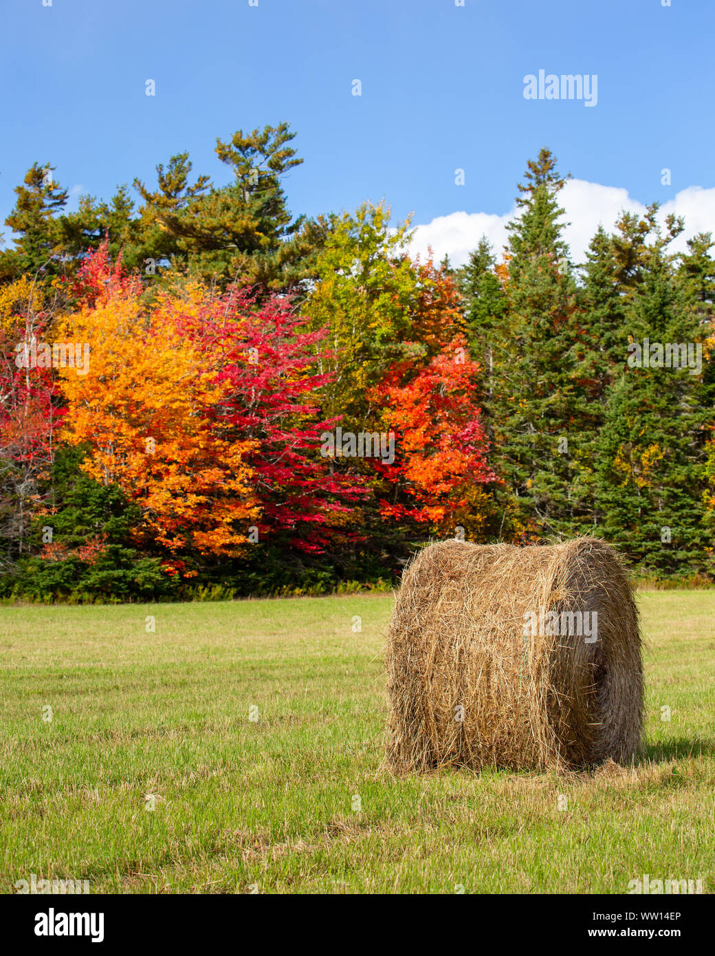 Balles de foin dans un champ agricole entouré de feuillage d'automne. Banque D'Images