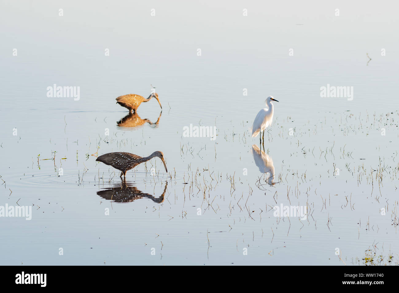 Deux limpkin et une aigrette neigeuse de patauger dans l'eau avec des réflexions Banque D'Images