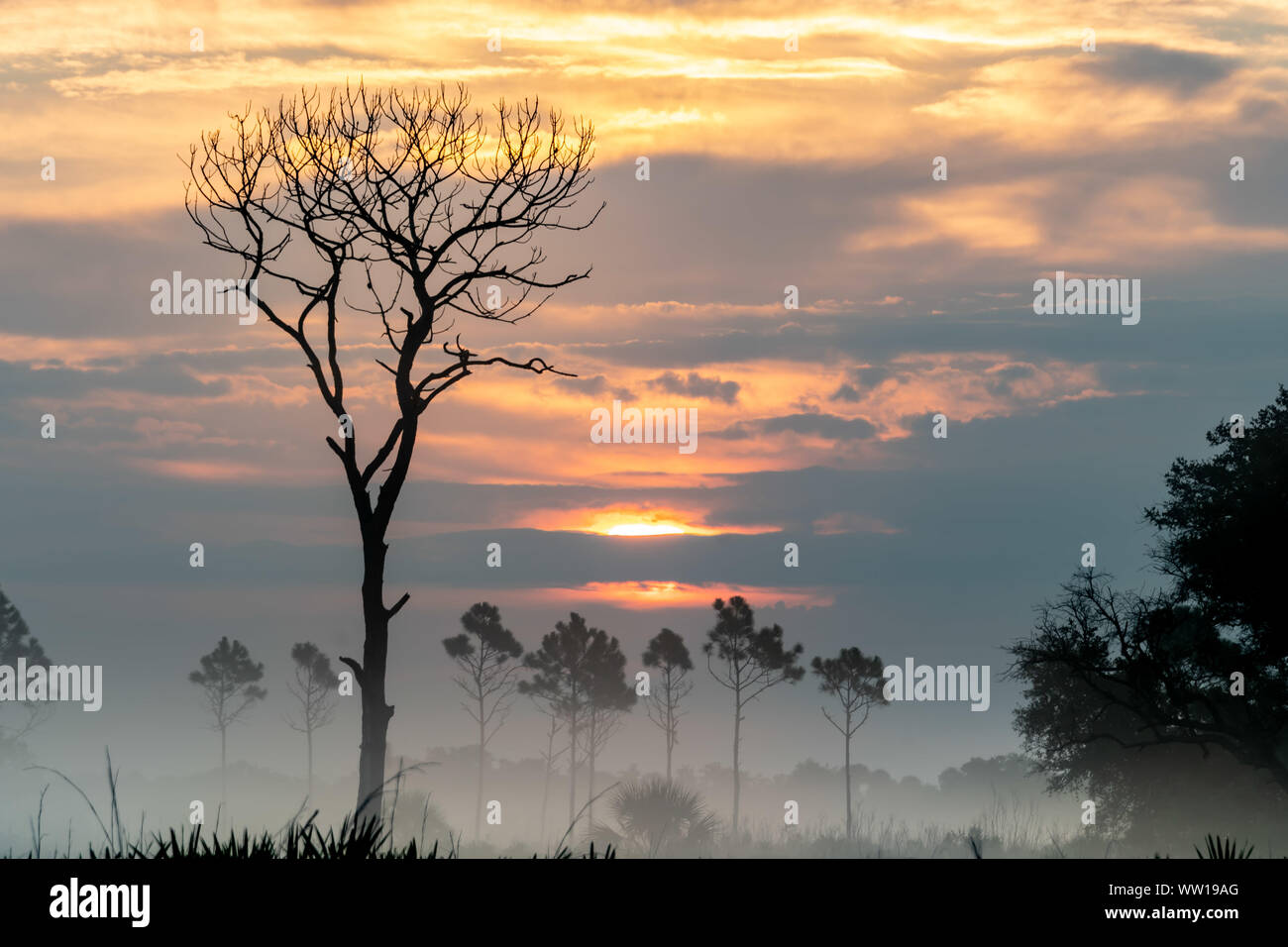 Lever du soleil sur les plaines de la Floride avec un brouillard brouillard couvrant le sol Banque D'Images
