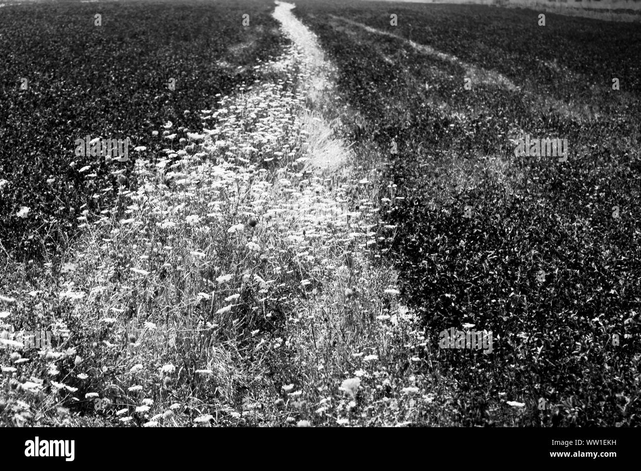 Image en noir et blanc du champ près de Montalcino, Toscane, Italie Banque D'Images