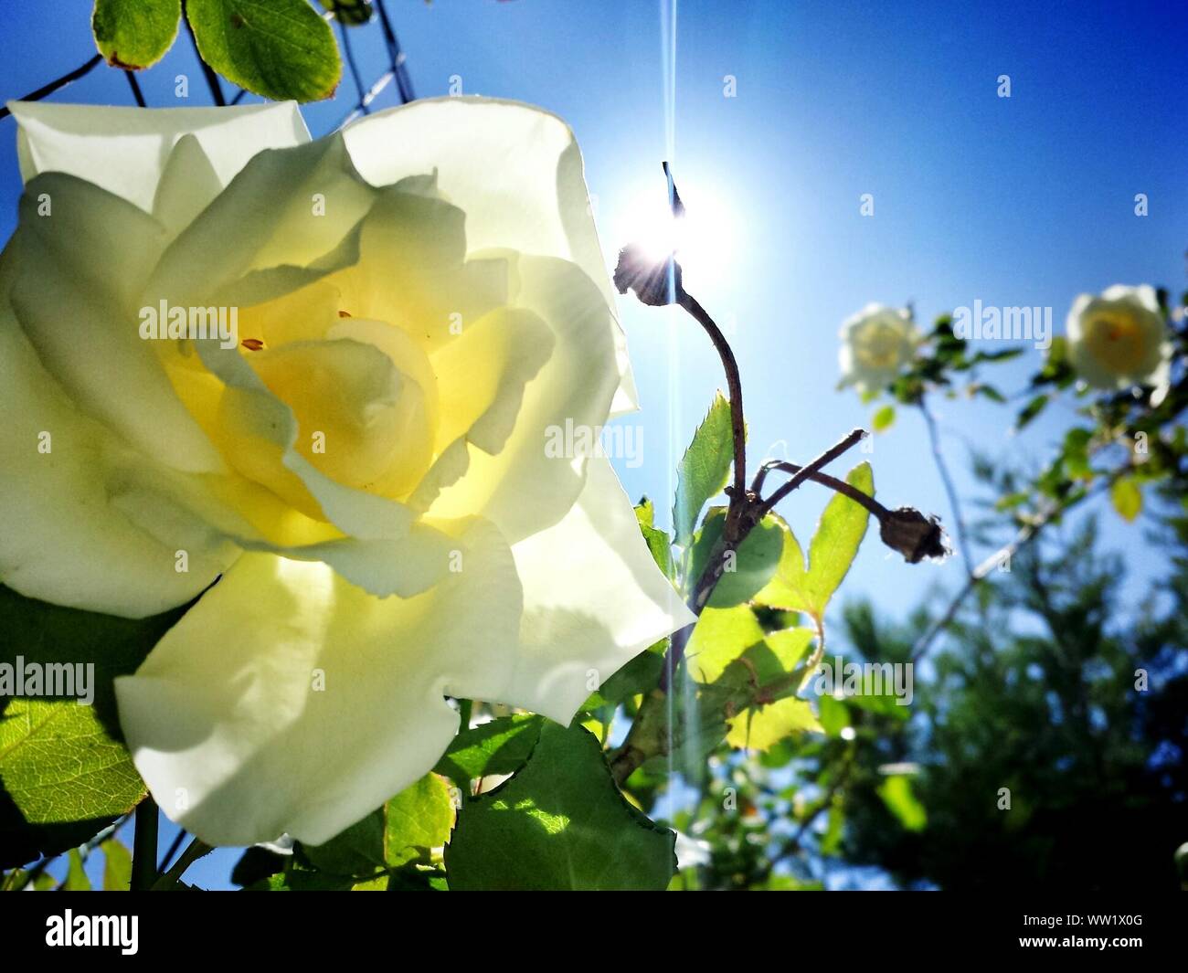 Low Angle View Of Blooming Rose Blanche contre le ciel bleu sur Sunny Day  Photo Stock - Alamy