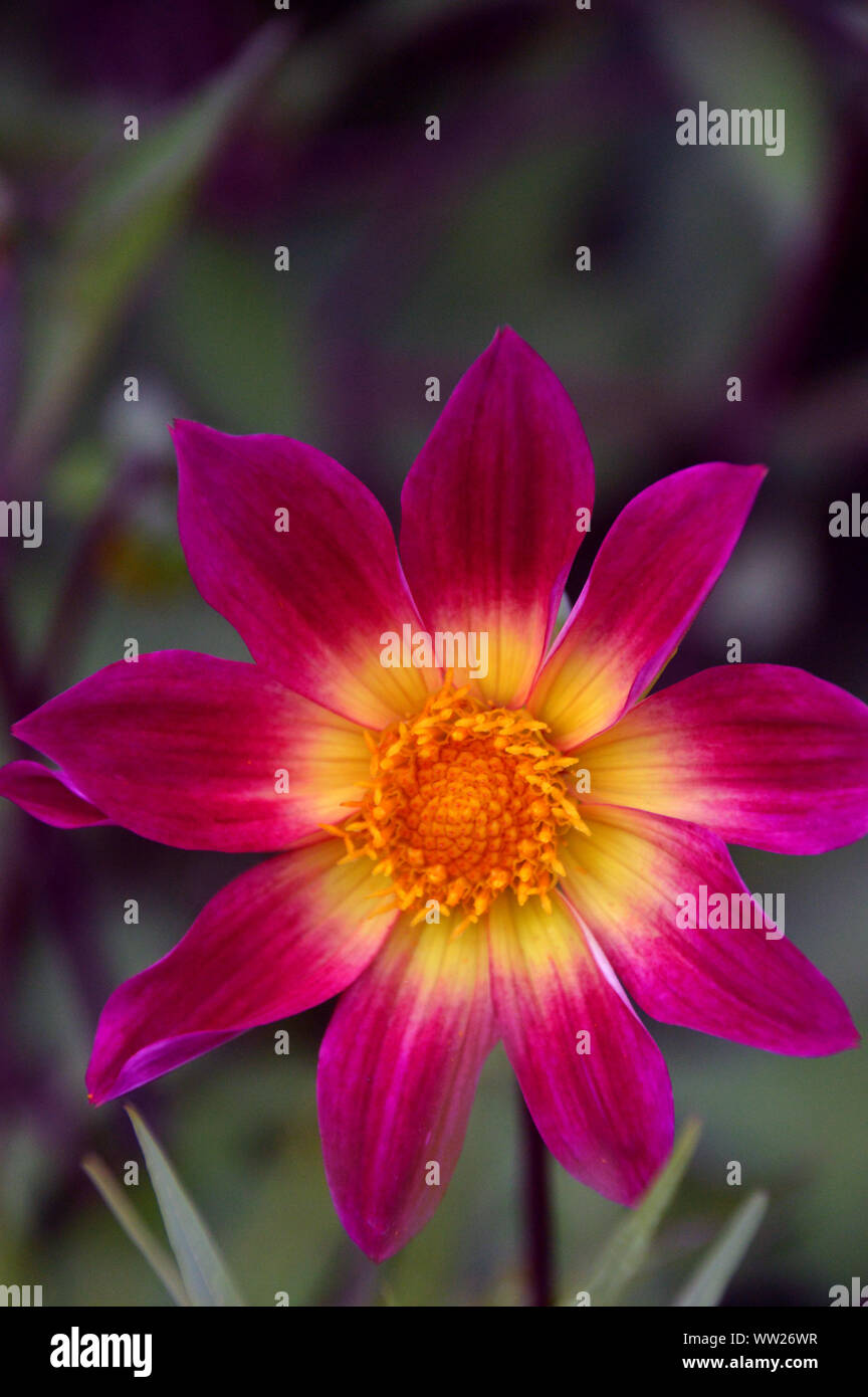 Couleur Rose/mauve et Jaune Dahlia 'Bright Eyes' Fleur cultivée dans une frontière à RHS Garden Harlow Carr, Harrogate, Yorkshire. Angleterre, Royaume-Uni. Banque D'Images