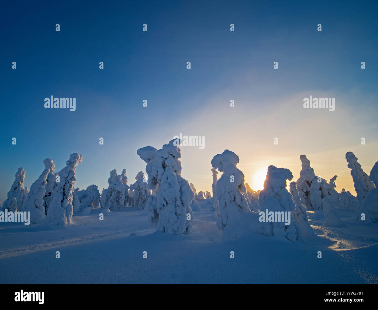 Les épinettes enveloppé dans la neige pointe Ruka Kuusamo Finlande Janvier. Lorsque la neige manteaux sapins comme celle-ci, il est connu comme la neige et la couronne peut mettre une charge Banque D'Images