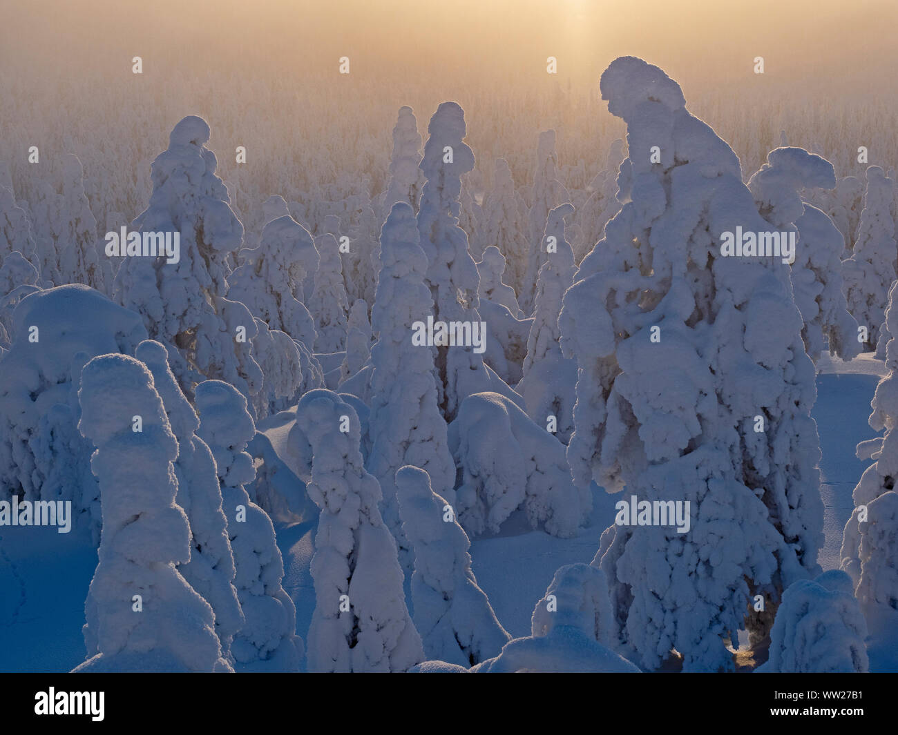 Les épinettes enveloppé dans la neige pointe Ruka Kuusamo Finlande Janvier. Lorsque la neige manteaux sapins comme celle-ci, il est connu comme la neige et la couronne peut mettre une charge Banque D'Images