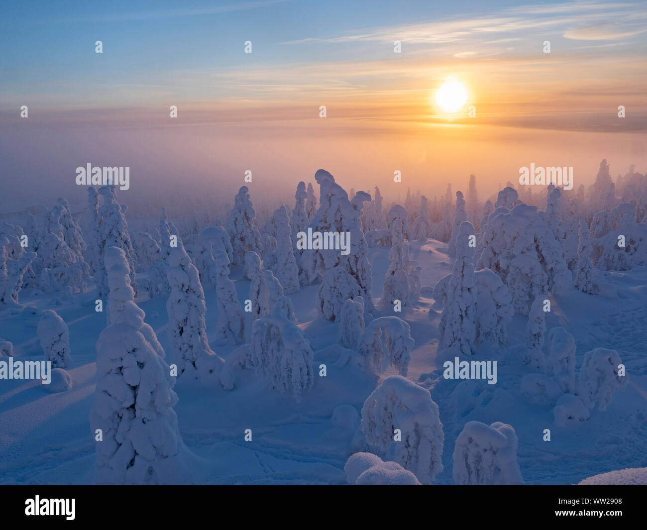 Les épinettes enveloppé dans la neige pointe Ruka Kuusamo Finlande Janvier. Lorsque la neige manteaux sapins comme celle-ci, il est connu comme la neige et la couronne peut mettre une charge Banque D'Images