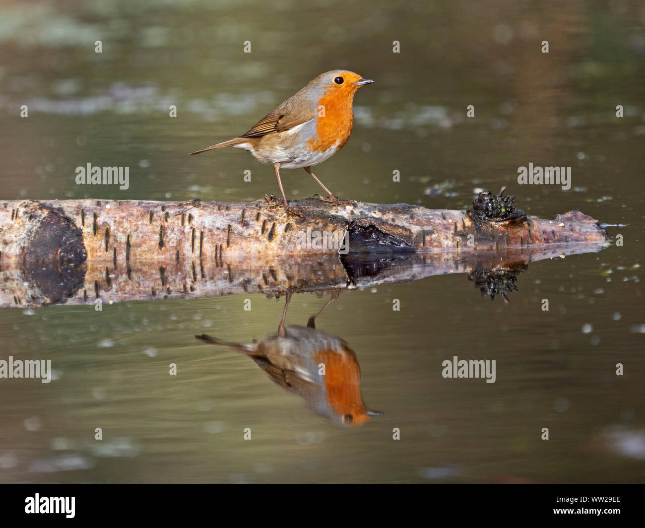 Erithacus rubecula aux abords de l'hiver de Norfolk Banque D'Images Erithacus rubecula aux abords de l'hiver de Norfolk Banque D'Images