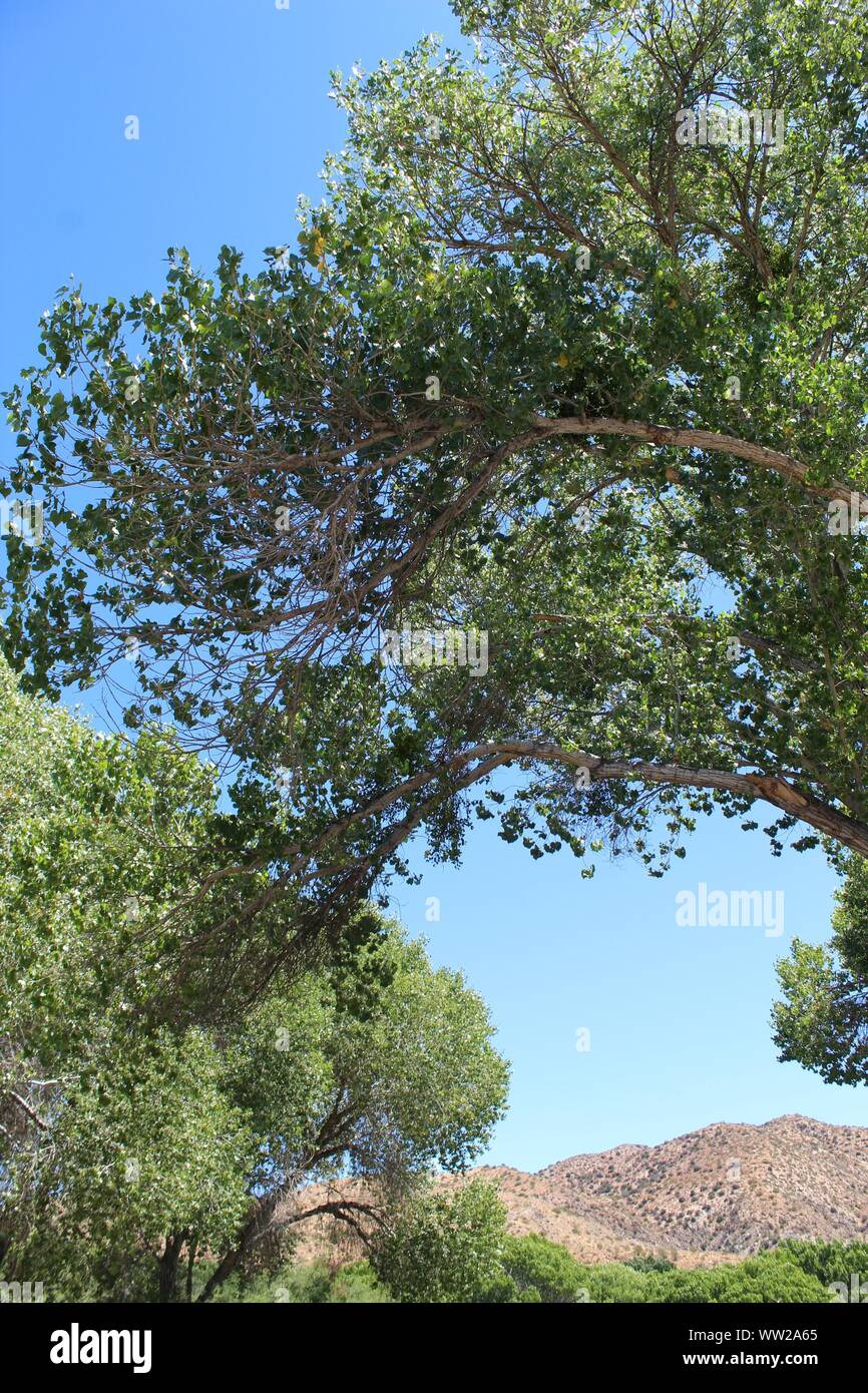 Dans l'écosystème mixte de Big Morongo Canyon Preserve pousse un arbre botaniquement classés comme Populus fremontii, et de désinvolture comme Fremonts peuplier deltoïde. Banque D'Images