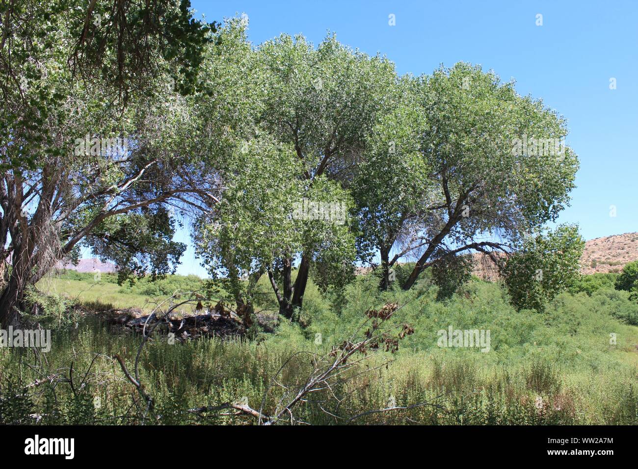 Dans l'écosystème mixte de Big Morongo Canyon Preserve pousse un arbre botaniquement classés comme Populus fremontii, et de désinvolture comme Fremonts peuplier deltoïde. Banque D'Images