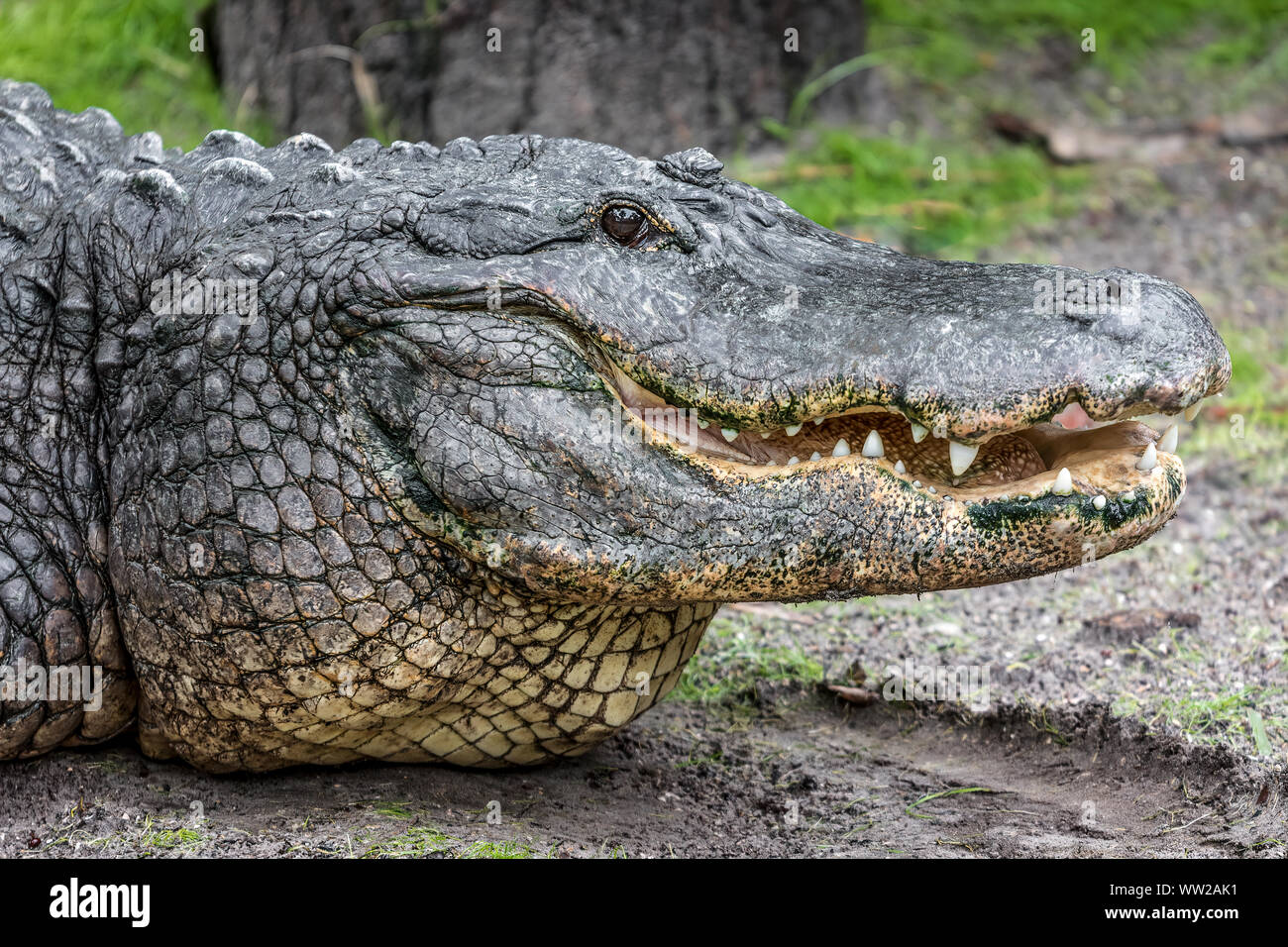 Un Alligator avec un sourire à pleines dents en Floride, USA Banque D'Images