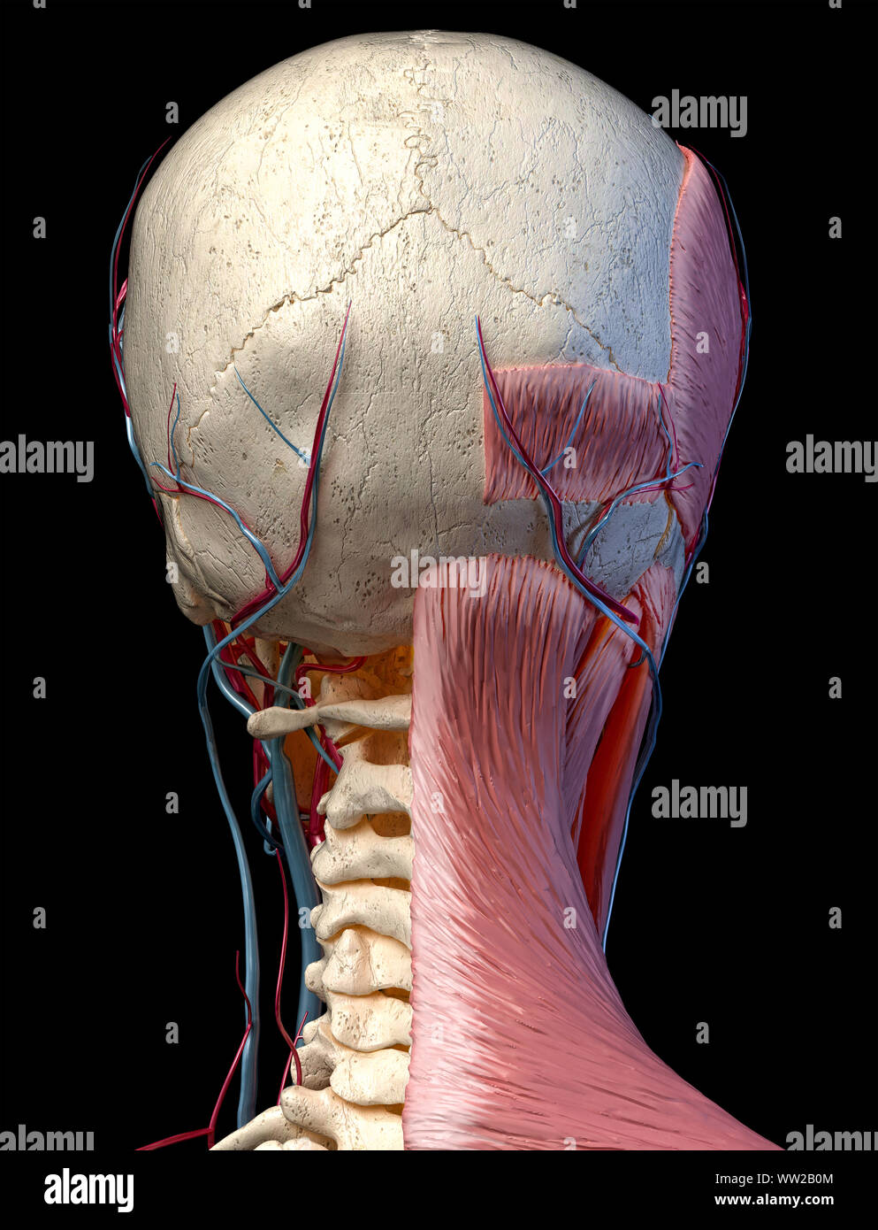 L'anatomie humaine 3d illustration de tête avec crâne, vaisseaux sanguins et des muscles, sur fond noir. Vue arrière. Banque D'Images