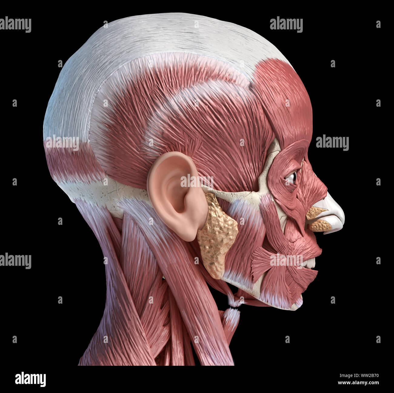 Tête humaine anatomy 3d illustration système musculaire, vue latérale sur fond noir. Banque D'Images