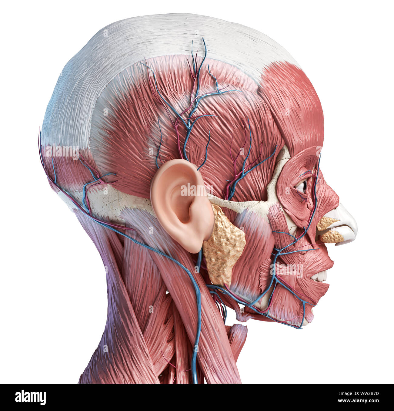 Tête humaine anatomy 3d illustration musclé et les systèmes vasculaires, vue latérale sur fond blanc. Banque D'Images