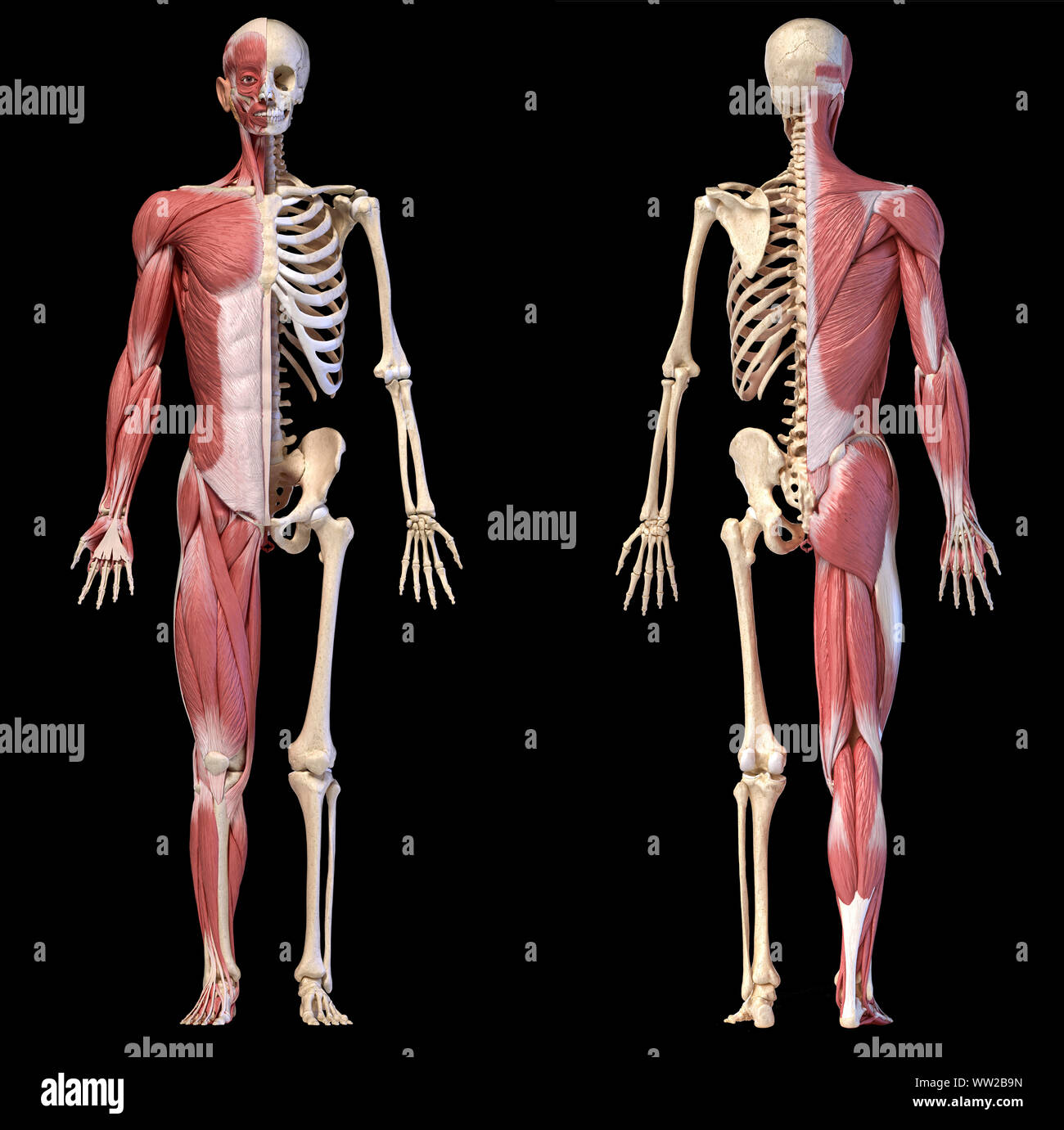 Corps humain, 3d illustration. La figure complète homme systèmes musculaire et squelettique, vues avant et arrière sur fond noir. Banque D'Images