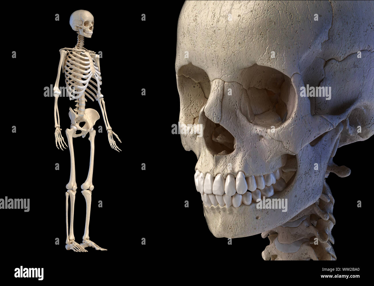 L'anatomie humaine 3d illustration du crâne fermer monter et le squelette. Sur fond noir. Banque D'Images