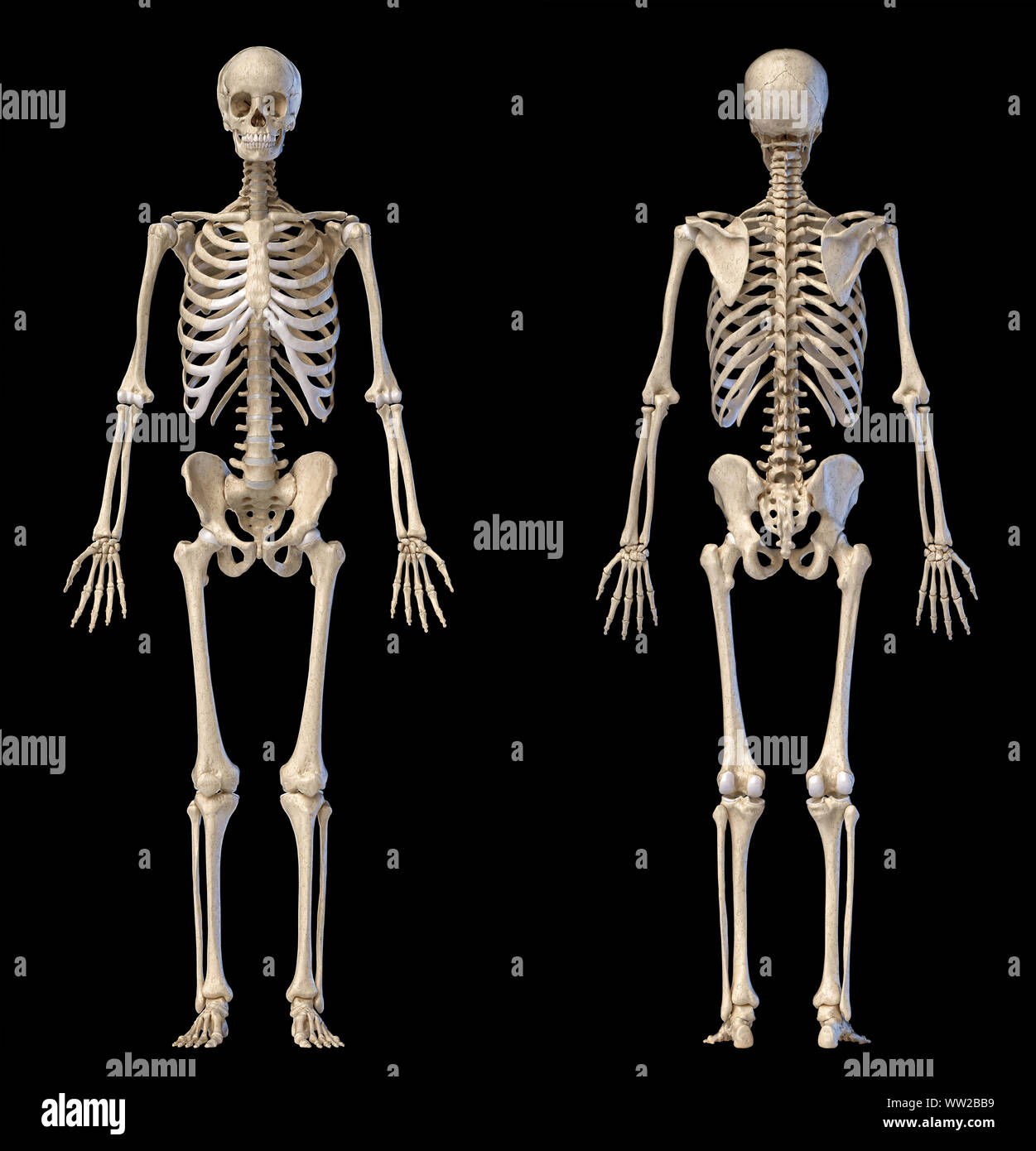 L'anatomie humaine corps complet squelette mâle. Vues avant et arrière sur fond noir. 3d illustration. Banque D'Images