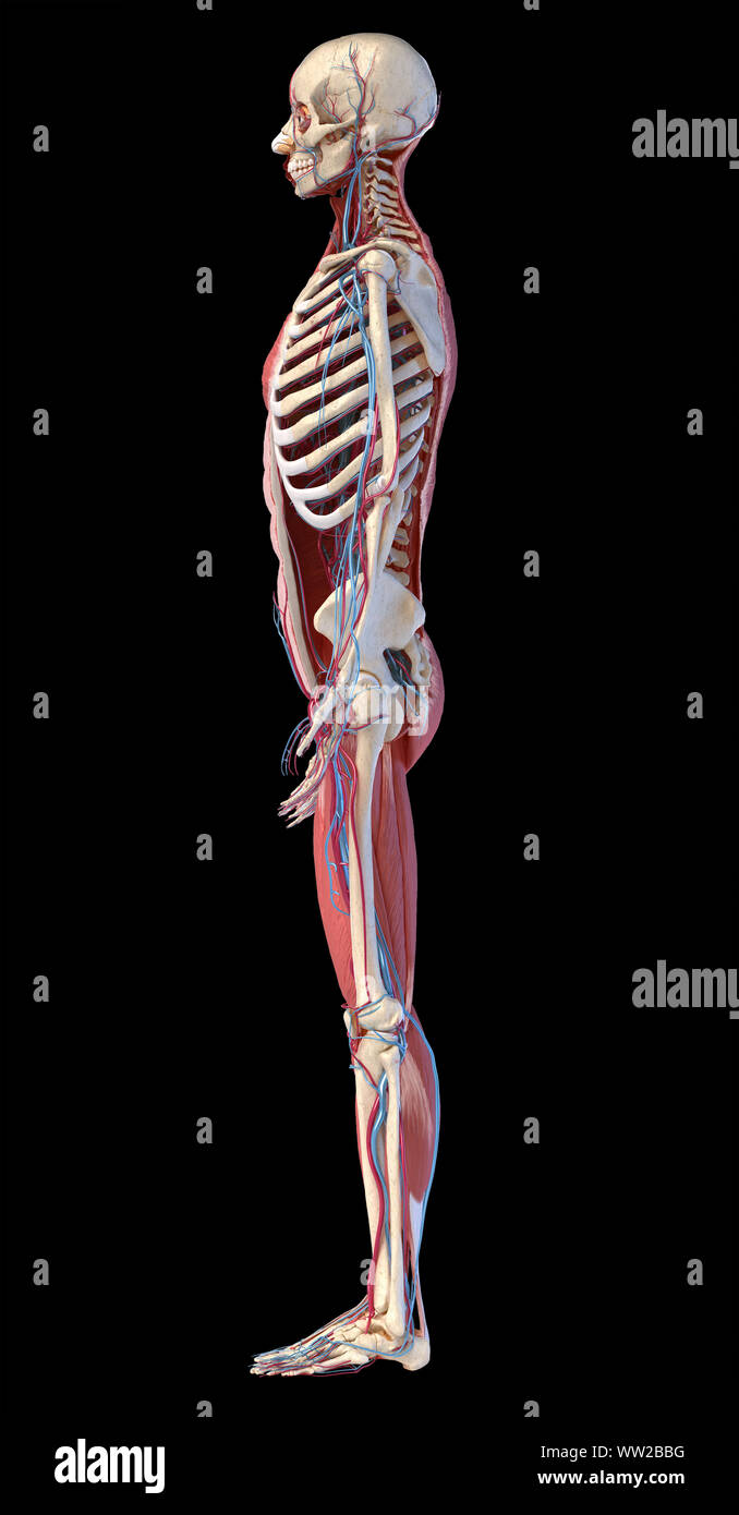 L'anatomie squelettique, musculaire de tout le corps et la santé cardiovasculaire. Vue latérale, sur fond noir. 3d illustration Banque D'Images