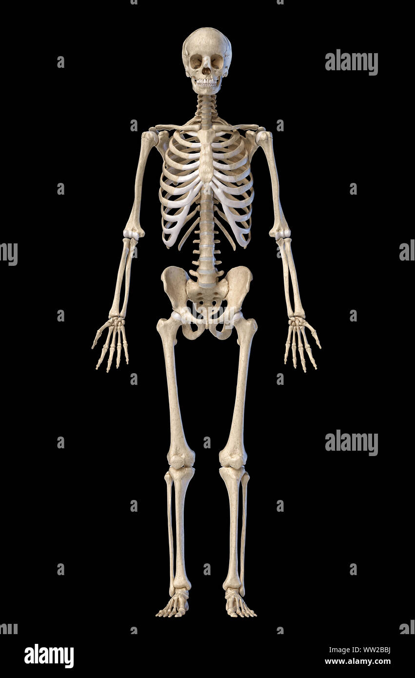 L'anatomie humaine corps complet squelette mâle. Vue de face sur fond noir. 3d illustration. Banque D'Images