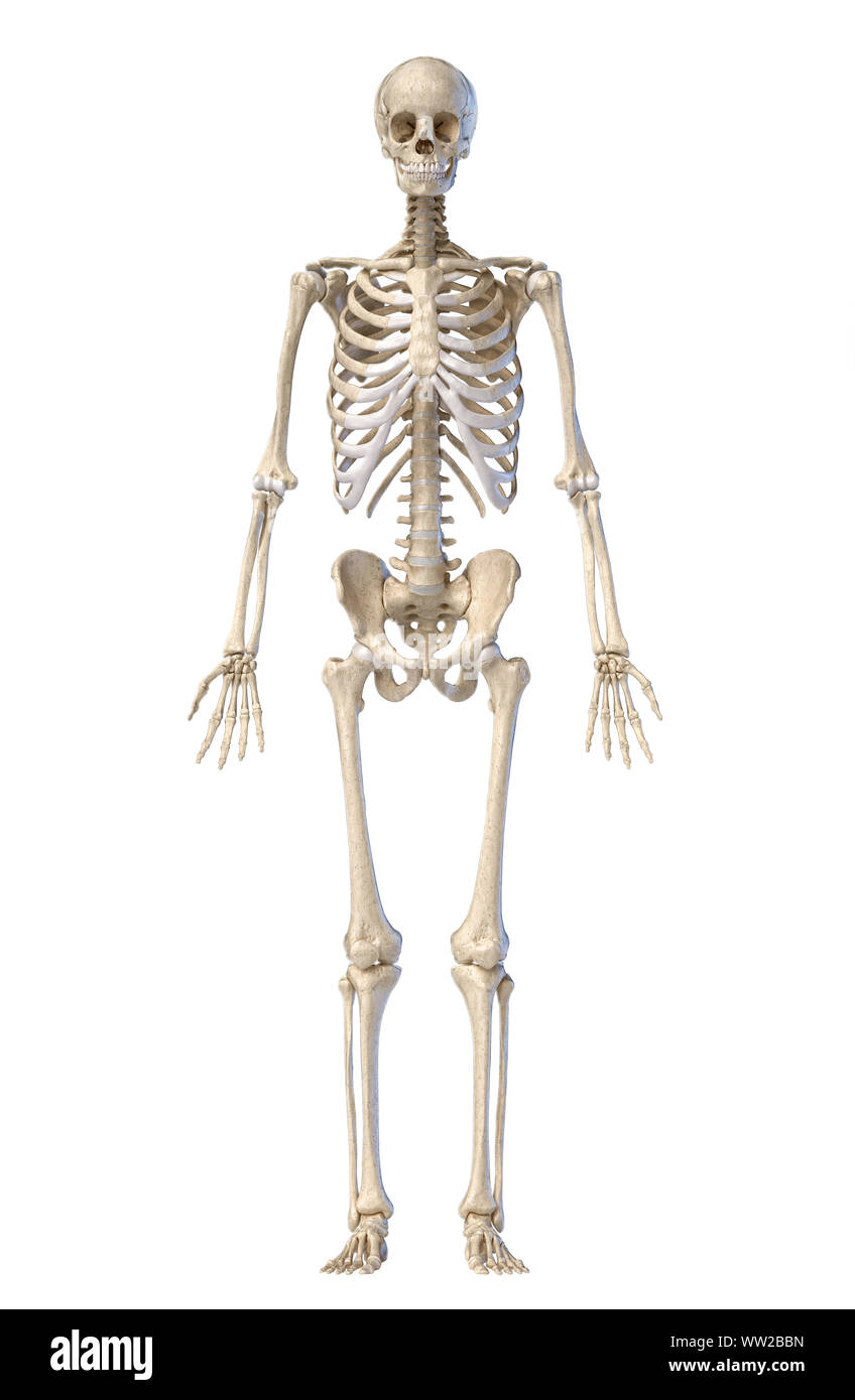 L'anatomie humaine, le système squelettique, plein la figure debout, de face sur fond blanc. 3d illustration. Banque D'Images