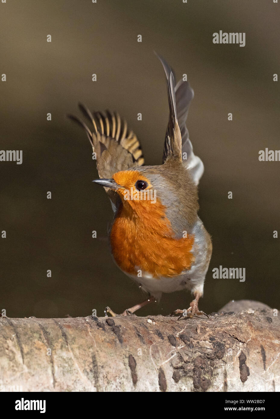 Erithacus rubecula aux abords de l'hiver de Norfolk Banque D'Images