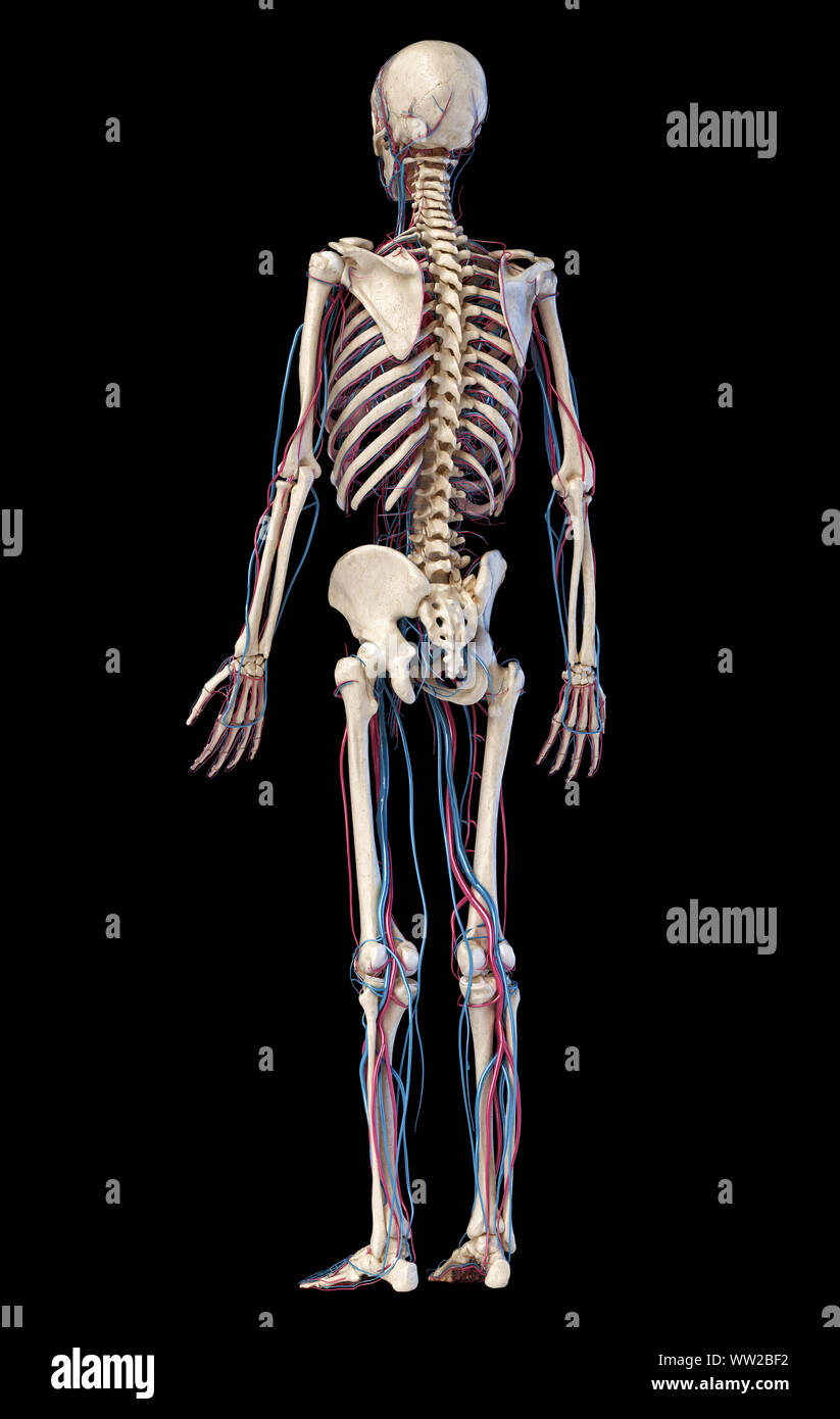 L'anatomie du corps humain. 3d illustration des complications osseuses et cardiovasculaire. Vue de l'arrière. Sur fond noir. Banque D'Images