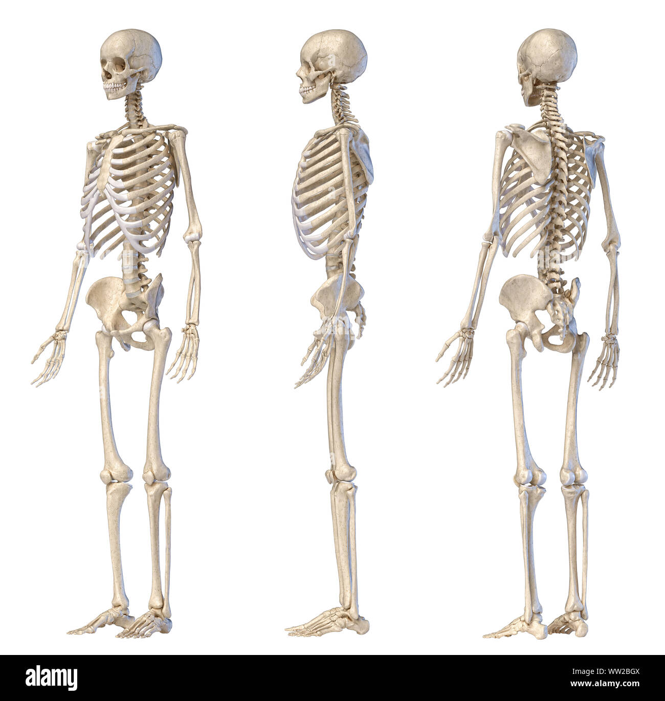L'anatomie humaine corps complet squelette mâle. Trois vues. Avant arrière et côté vue sur fond blanc. 3d illustration. Banque D'Images