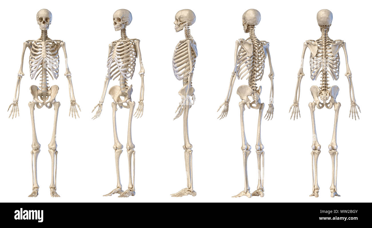 L'anatomie humaine corps complet squelette mâle. Cinq points de vue. Avant, arrière et côté sur fond blanc. 3d illustration. Banque D'Images