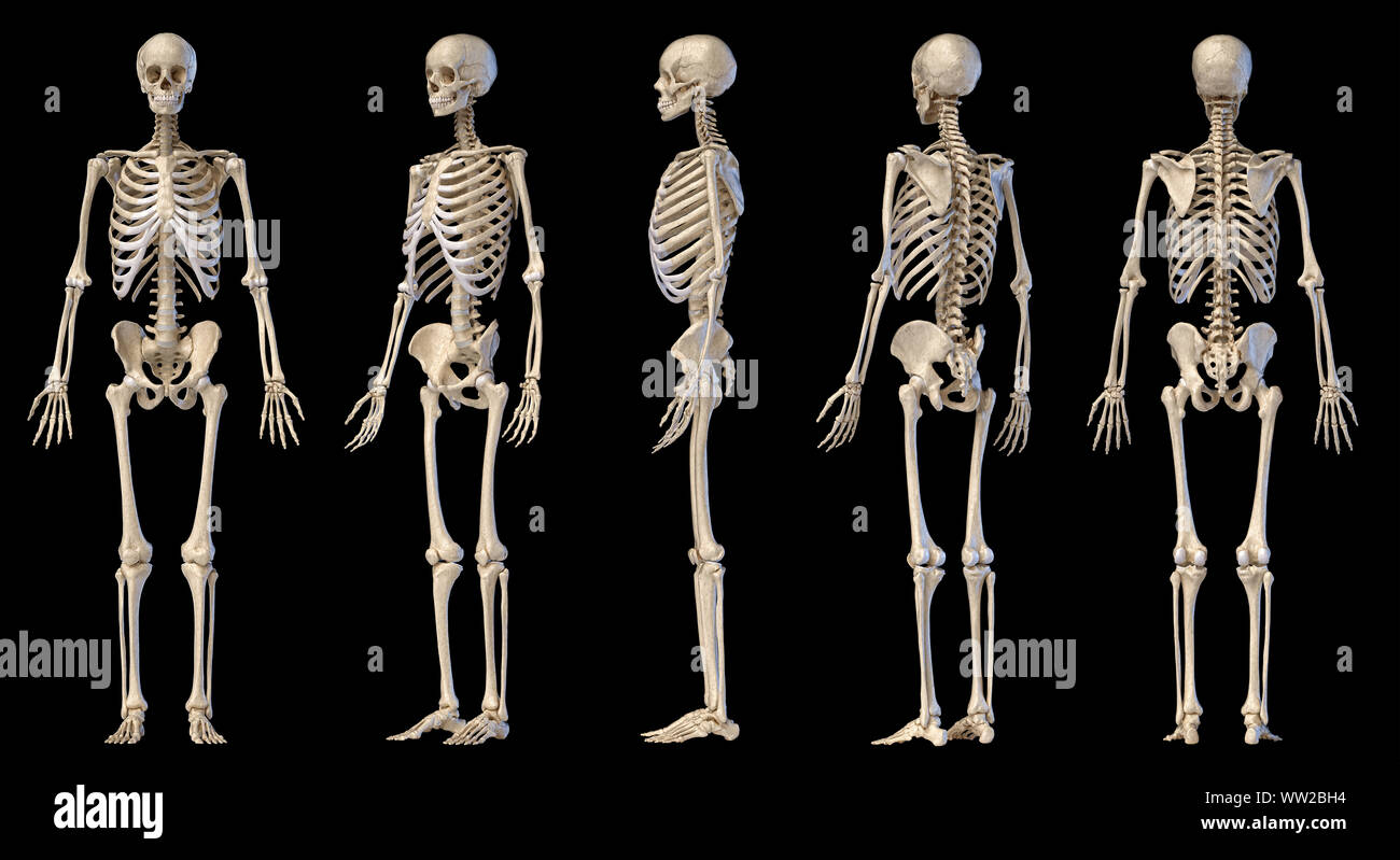 L'anatomie humaine corps complet squelette mâle. Cinq points de vue. Avant, arrière et côté sur fond noir. 3d illustration. Banque D'Images