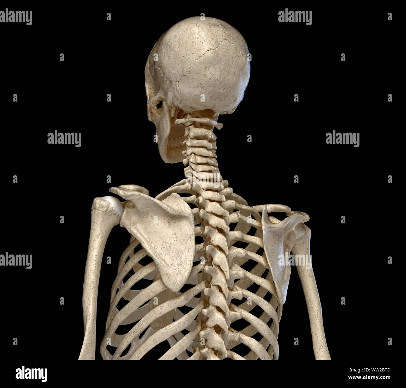 L'anatomie humaine, le système squelettique du torse. vue de l'arrière. Sur fond noir. 3d illustration. Banque D'Images
