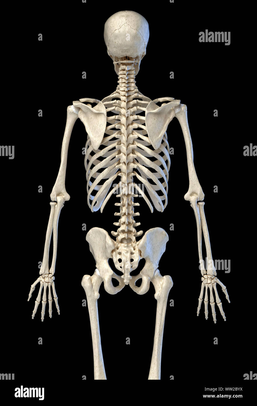 L'anatomie humaine, l'os 3/4 système squelettique. Vue arrière. Sur fond noir. 3d illustration. Banque D'Images
