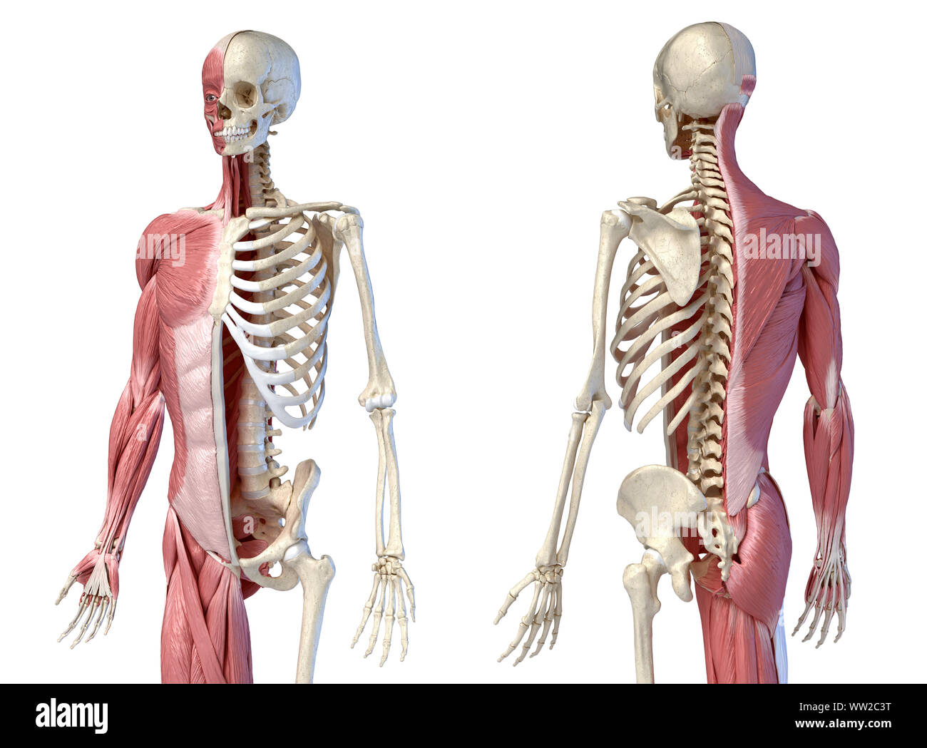 Les droits de l'homme anatomie, la figure 3/4 systèmes musculaire et squelettique, avant et arrière vues perspectives. sur fond blanc. Anatomie 3d illustration. Banque D'Images