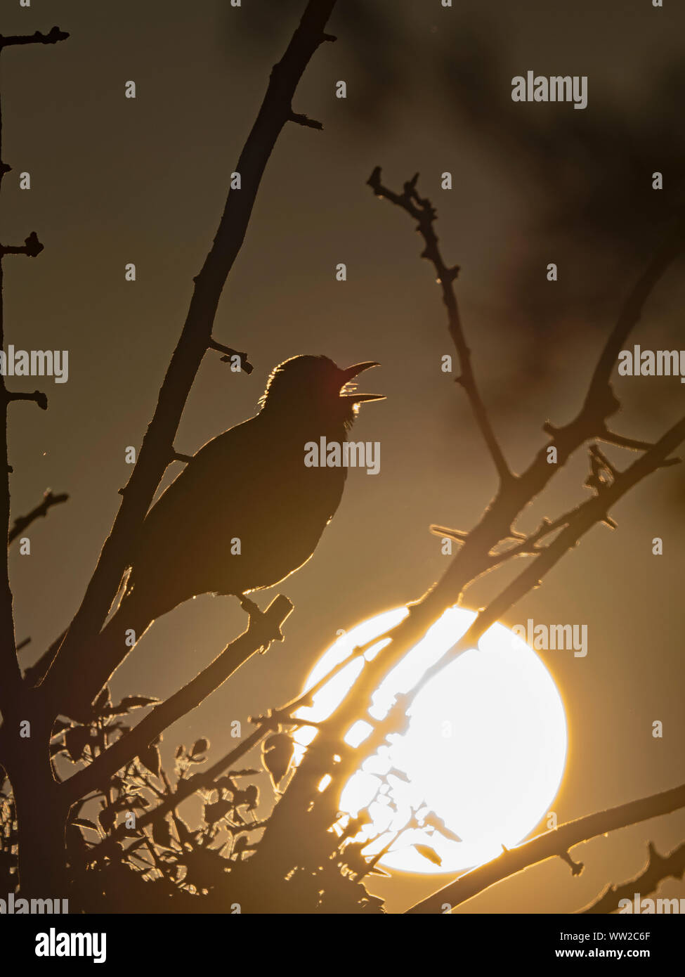 Turdus merula Blackbird mâle en chanson à l'aube dans la région de garden North Norfolk peut Banque D'Images