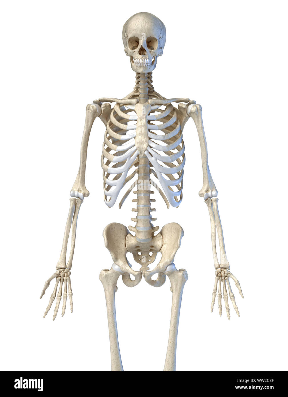 L'anatomie humaine, l'os 3/4 système squelettique. Vue de face. Sur fond blanc. 3d illustration. Banque D'Images