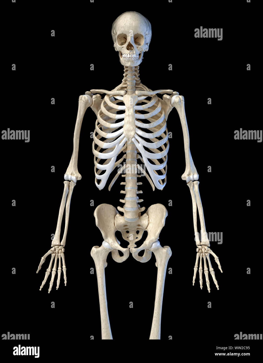 L'anatomie humaine, l'os 3/4 système squelettique. Vue de face. Sur fond noir. 3d illustration. Banque D'Images